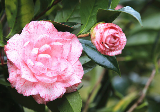 「生肖」6月坏事不近身,大财连连,4属相天降桃花,真爱作伴,日子幸福