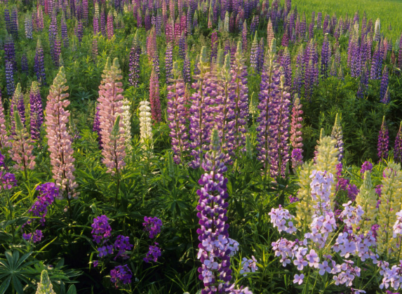 生肖|7月底，紫气东来，4属相吉星进门，财运旺盛，生活称心如意