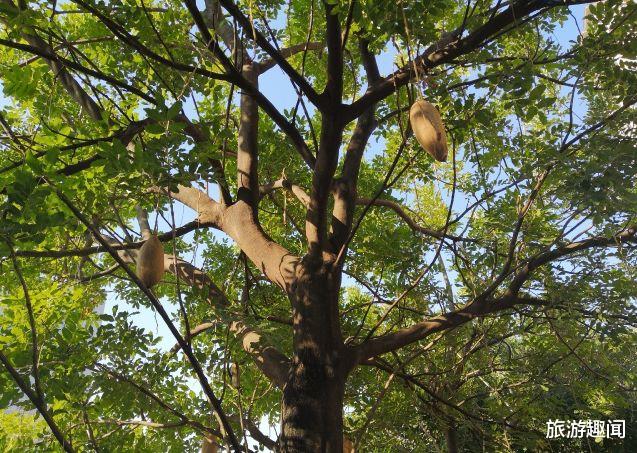 香肠|外形像“香肠”，果实熟不熟都能吃，国内常见却是游客不吃的水果