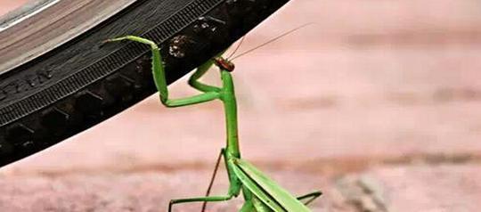 「毒蛇」为什么螳螂能把凶残的毒蛇杀死?看完真是大开眼界!