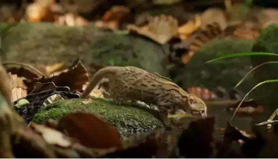 狮子|世界上最小的猫，体型只有树叶那么大，脾气比狮子还凶悍！