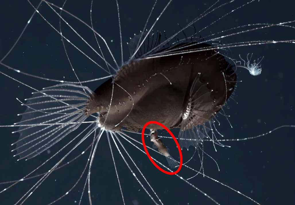 「后代」地球上，交配时间持续最长的动物是什么？