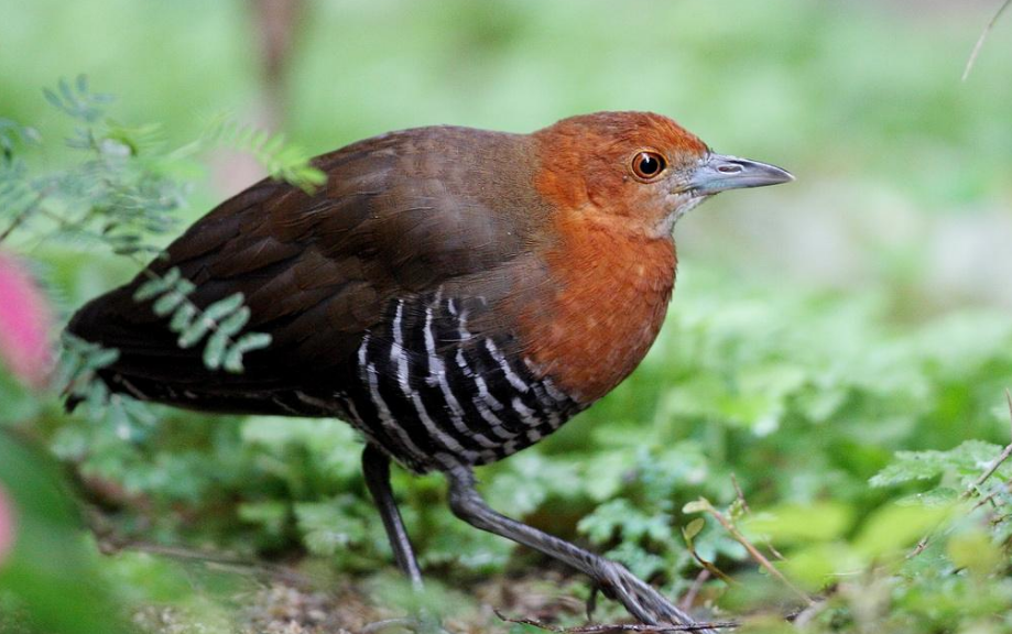 「科学家」在地球上消失13万年，为何又奇迹般“复活”？科学家也懵了