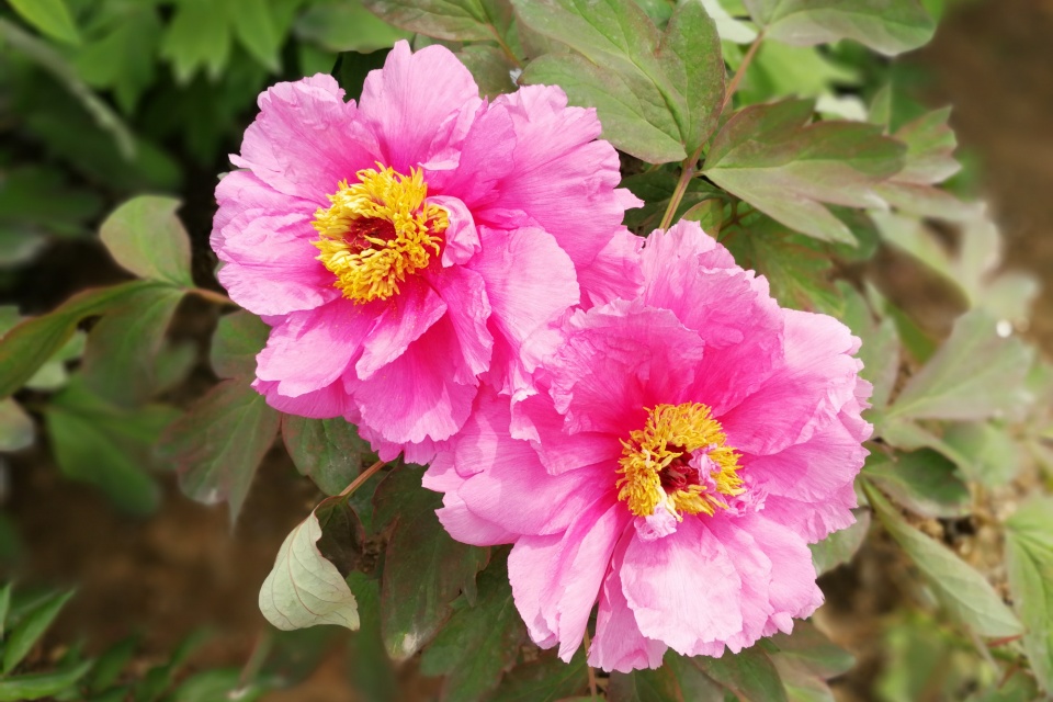 运势|分手后，才明白有多深爱的星座，但早已回不到从前