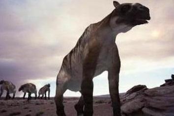 #神农架#神农架出现“驴头狼”，疑是一种远古动物，传言成真？