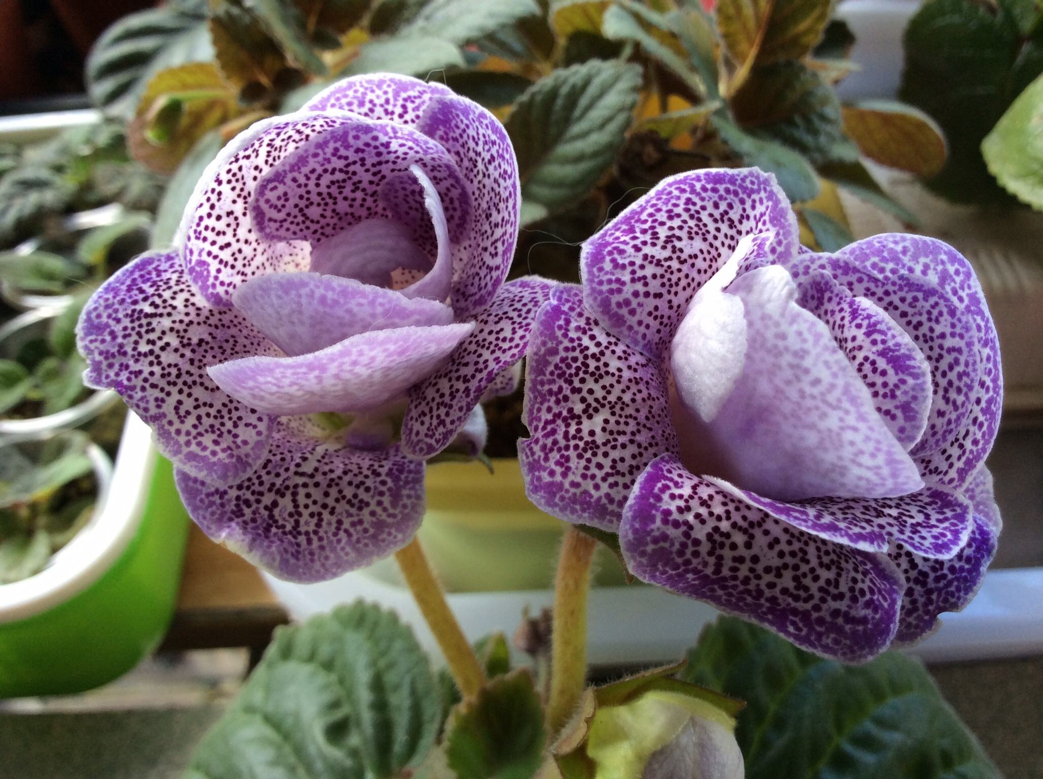 |七月如期而至，星座运势，愿七月与你都顺势而来