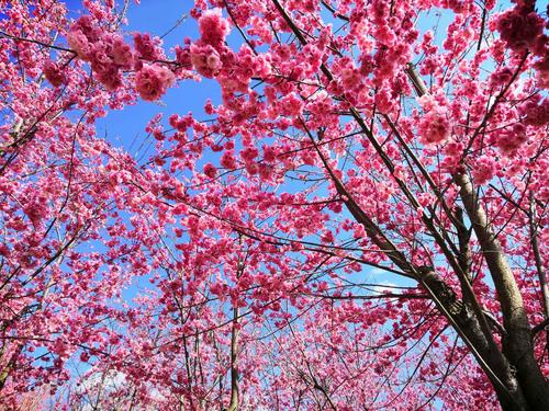 「天秤座」5月开始，百花争艳，爱情归来，与前任重新相爱到永远的三星座