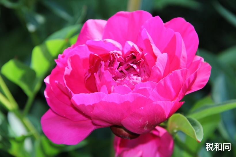 [生肖]6月19号精力充沛，4生肖走出低谷，经济收益转晴，好日子喜上眉梢