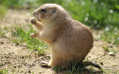 [生肖]5月下旬财运旺，万事好兆头的生肖