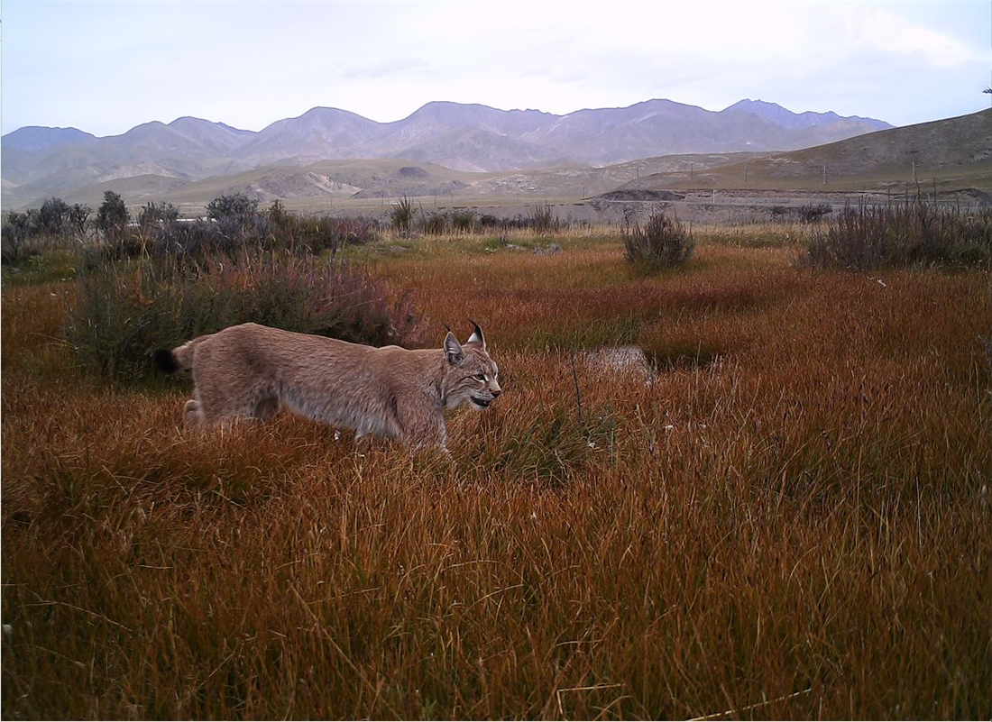 棕熊|祁连山发生什么？雪豹在刨土，狼追着红豺跑，连罕见的棕熊也来了