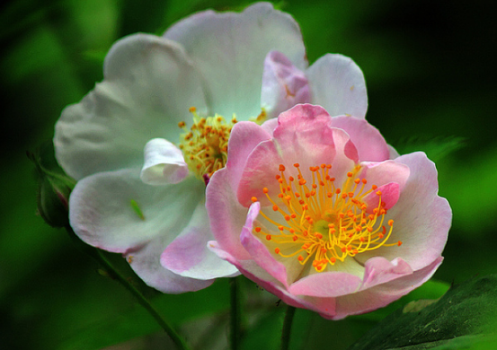 「吉星」6月中旬，4属相鸿运当头，好运接二连三，喜事出门就有