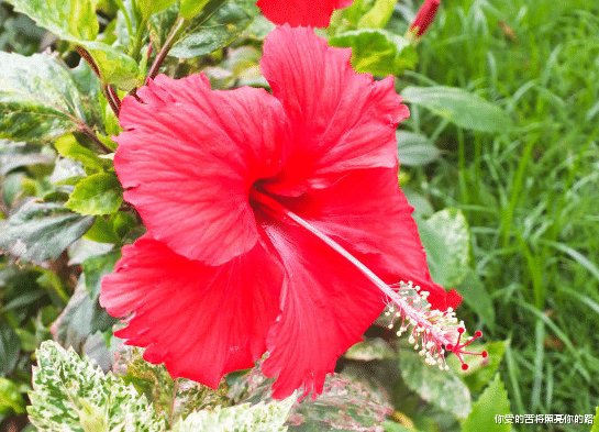 运势|未来一个月，4属相运势大红大紫，财星旺盛，喜事连连，福禄双全