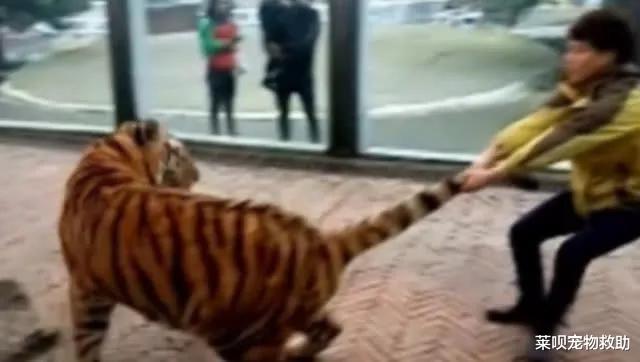 狂犬病|狂犬病一旦发作100%死亡？华农大学科学家研究表明：不存在了