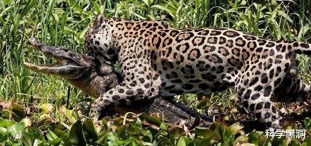 「亚马孙热带雨林」亚马逊雨林看起来是绿色天堂，实则是人类禁区，到底有多恐怖？