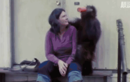 猩猩|世界唯一读过大学的猩猩，曾对人类女性产生爱意，结果被囚禁30年