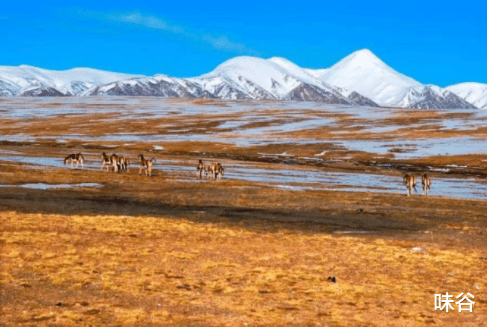 深圳市|可可西里到底有多恐怖?过来告诉你,胆子再大也别去