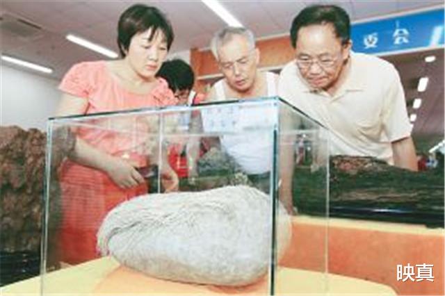 映真|男子花1.8万买下长满白发的石头，半年长了2cm，专家：它是活的