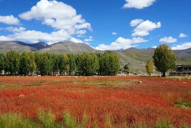 「稻城亚丁」稻城亚丁，一个去了会后悔的地方，我再也不会去