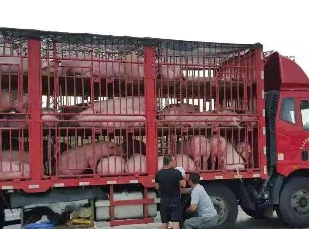 生猪价格@猪价接连下跌，猪市要“崩盘”了吗？3个好消息已显现！