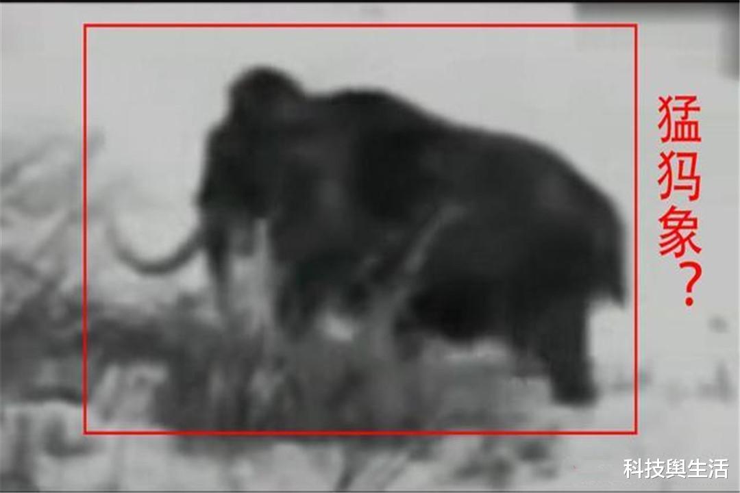 猛犸象|1943年前苏联遇到猛犸象，可它们不是灭绝了吗？遇到的是什么？