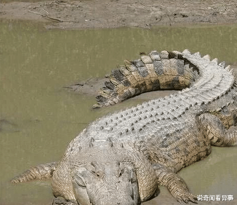 #冷血动物#10种最危险的冷血动物，第一名每年致死近百万人