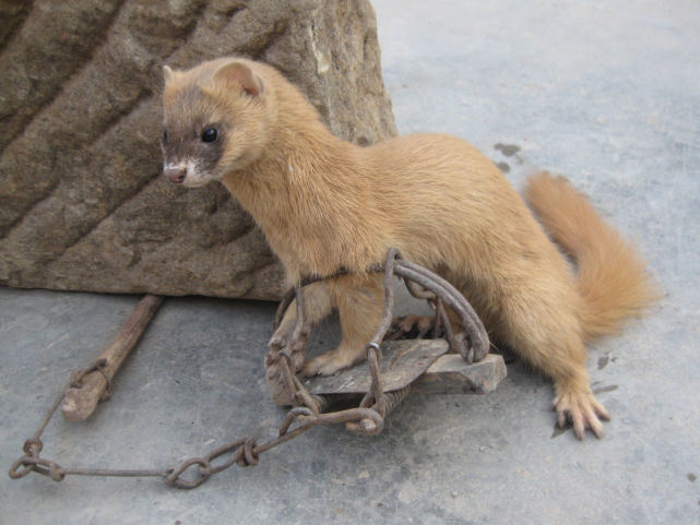 :科学探秘,为何人们不敢轻易招惹黄鼠狼?