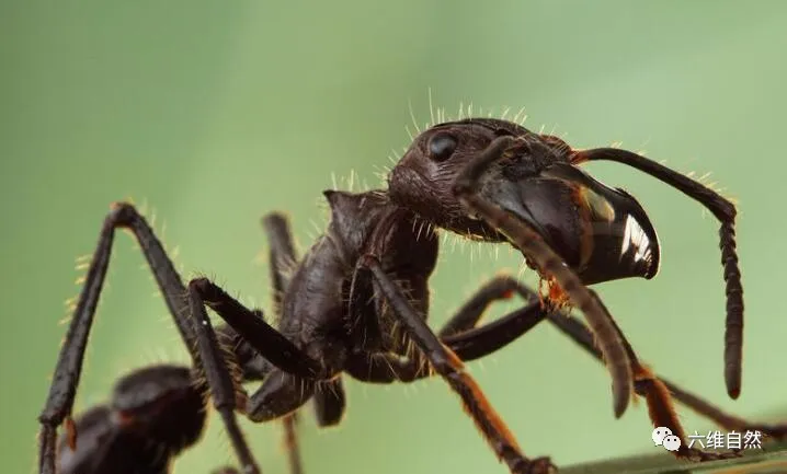 「亚马孙热带雨林」子弹蚁是毒性最强蚂蚁，却害怕两种生物，驼背蝇和土著部落成人礼