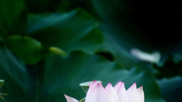 属鸡|11月初，喜结良缘，并且善于聚财，财运触动桃花运的4大生肖