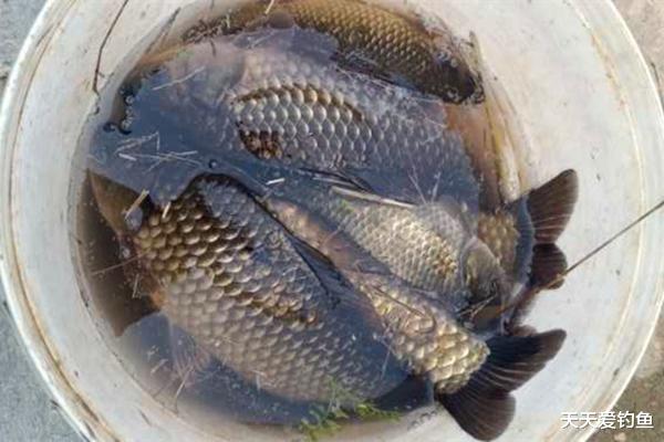 鲫鱼|钓鱼技巧：七星漂的调漂方法，盛夏钓鲫鱼，还是这种钓法最好用！