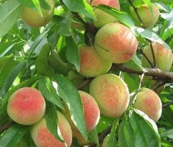 超强台风|浙江男子翘班偷桃，不幸溺水身亡，父母把公司和村委会告上法庭