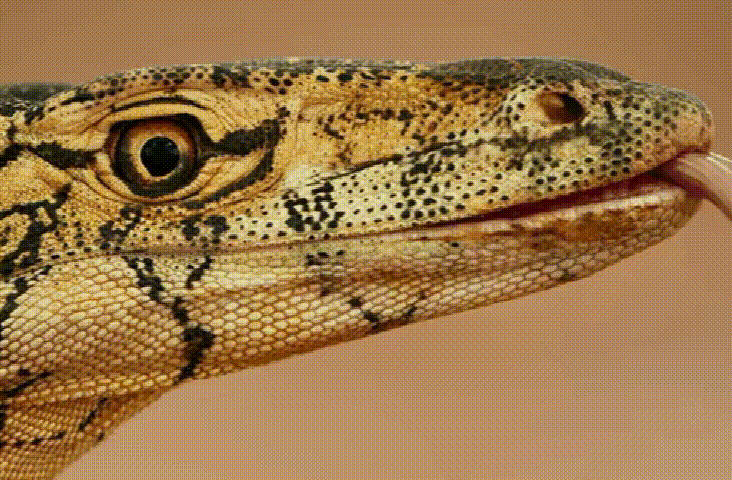 巨蜥|澳洲“顶级”的掠食者—眼斑巨蜥,把毒蛇当做辣条吃,抗毒能力远超平头哥