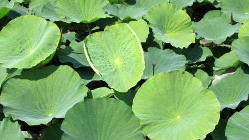 【粽子】端午要到了，还买粽叶呢？这几个身边的“树叶”不好吗？