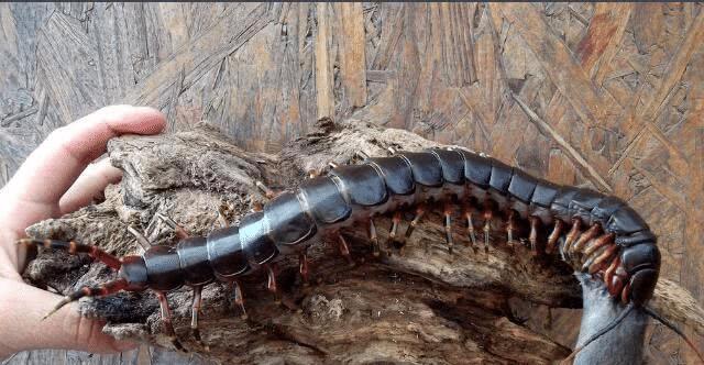 #水底奥秘#把最大蜈蚣当宠物？若遇到3米长古蜈蚣王，小心被它吃掉