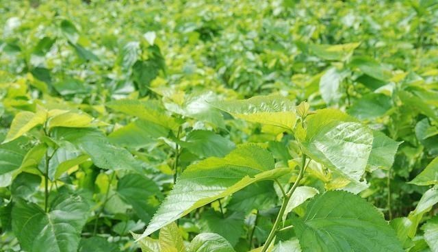 糖尿病|糖尿病的源头被揪出!再三告诫:3种“隐形糖”,请尽早撤离餐桌