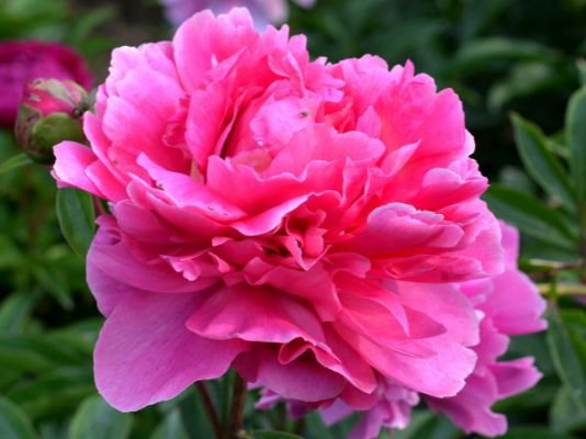 天蝎座|9月下旬，4属相吉星伴身，桃花盛开，贵人相助，福气满满