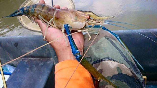 对虾|个头可达一斤，国外泛滥成灾，在我国却是美味，60元一斤