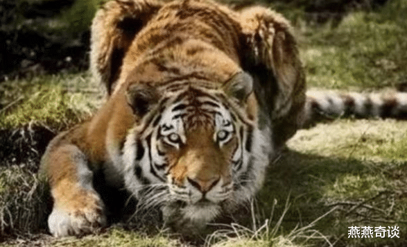 老虎@为什么说老虎吃了人，就一定要把它杀掉？看完总算明白了
