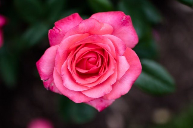 【生肖】近期，桃花送良缘，喜得佳偶喜结连理，琴瑟和鸣幸福一生的四生肖