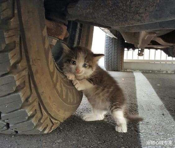 流浪猫钻进汽车车底取暖，却不慎中毒了，难道是在碰瓷吗？