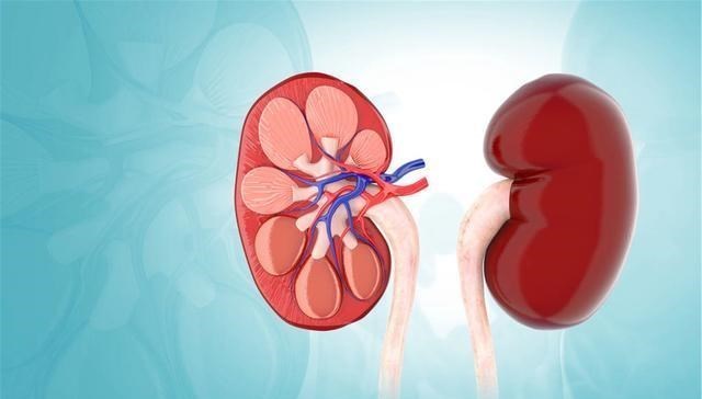 肝脏▲黄芪和它是“黄金搭档”，泡水喝点，滋养气血，肝肾也许笑开颜