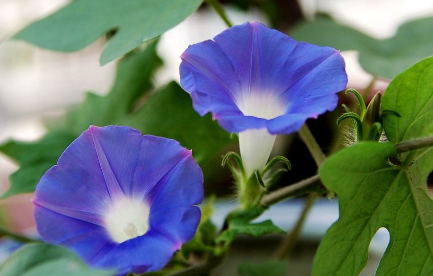 旧爱|到了8月5号开始这三生肖财源高涨,小财不断,大财不停