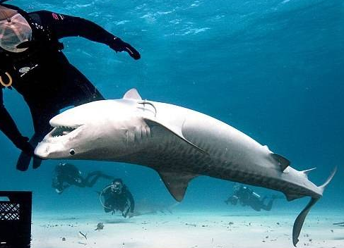 鲨鱼|10个冷知识：你可能想不到，蜗牛竟然是世界上牙齿最多的动物