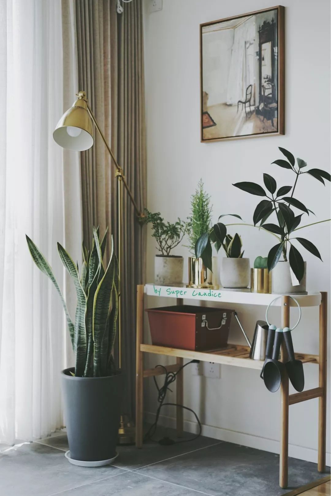 绿植怎么种更美？多种几盆，摆上架子，美出天际！