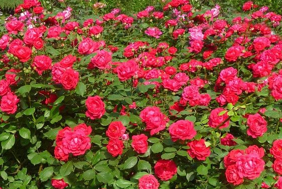 [运势]6月14日开始，4属相运势一片红火，存款翻倍，一顺百顺，钱财大旺