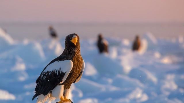 UFO|中俄边境发现猛禽,称霸海陆空没有天敌,连人类也不是它的对手