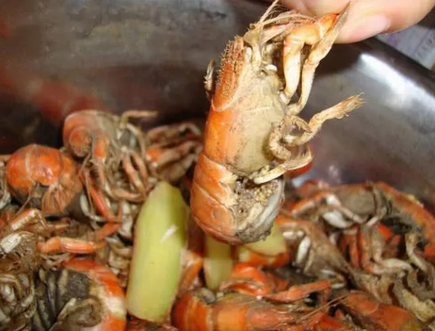 『小龙虾』它曾比小龙虾还火，卖6元一斤，现被“踢出”市场，只能看老外吃