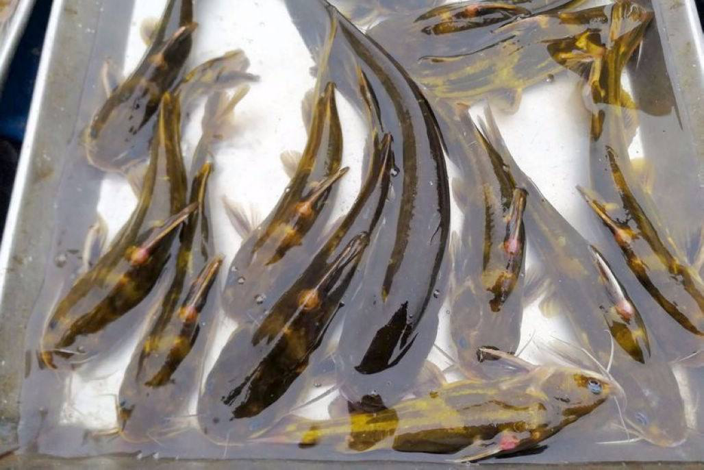 美食|清远北江边有一条公路，景色非常漂亮，来这里吃饭的人很多