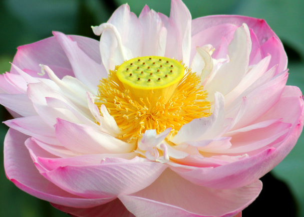 「生肖」将来两个月，4生肖事业腾飞，市场前景很大，生活福缘多多