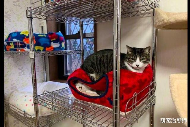 猫咪总喜欢睡在同伴的窝顶上，里面的猫：夹缝中生存，我太难了！