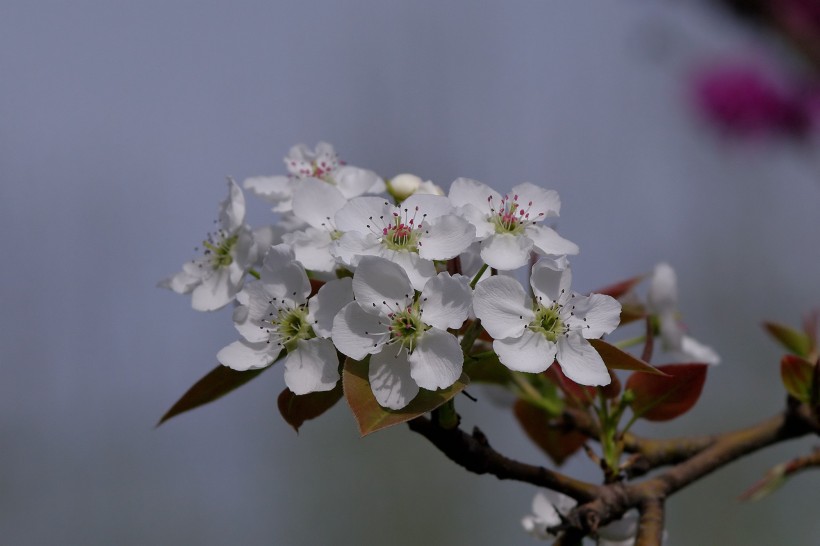 生肖|未来一周桃花红红，爱情说来就来，有望结成好姻缘的四个生肖！